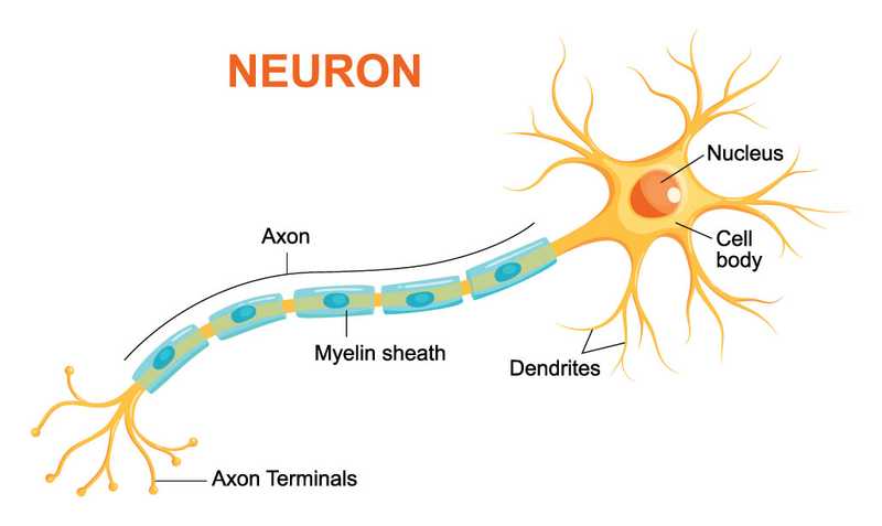 NeuronHuman